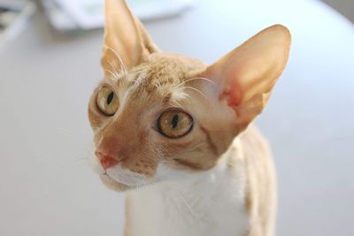 Cornish rex cat 