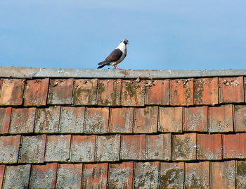 Bird perching on wall