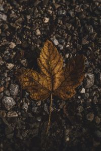 High angle view of dry maple leaf