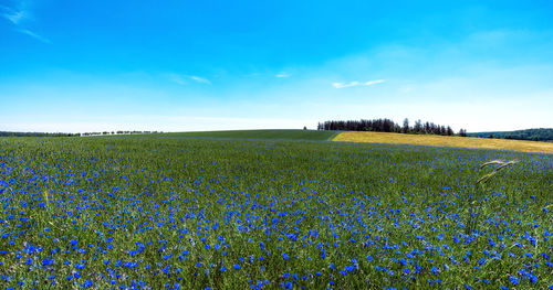 Scenic view of field against blue sky