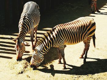 Zebra zebras on floor