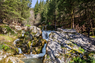 Stream flowing through rocks in forest