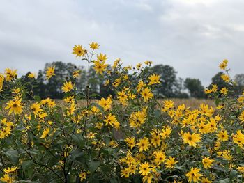 Close-up of yellow flowering plants on field against sky