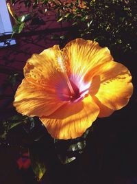 Close-up of flower blooming outdoors