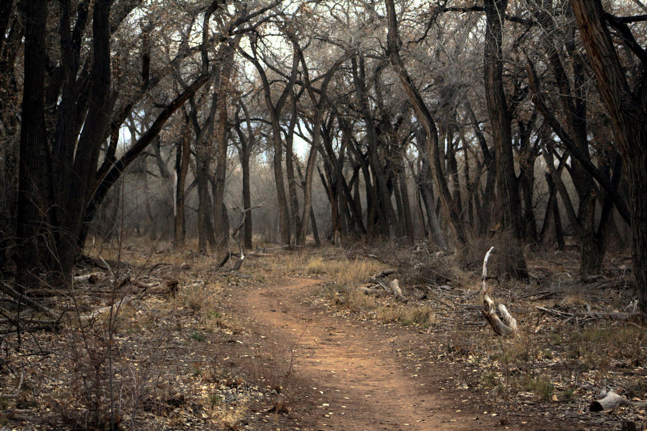 SCENIC VIEW OF FOREST