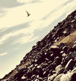 Low angle view of birds flying over mountain