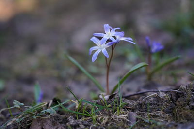 Close-up of purple crocus flowers on field