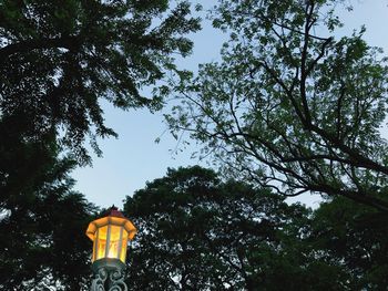 Low angle view of illuminated tree against sky