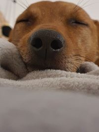 Close-up of dog resting on bed