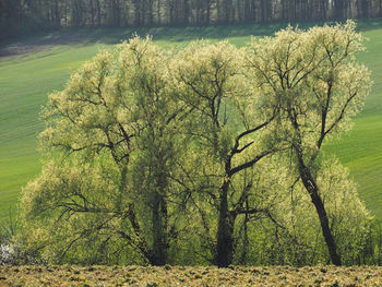 Trees growing in field