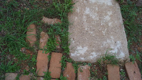 High angle view of plants