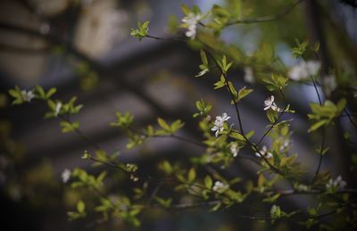 Close-up of flowering plants on tree