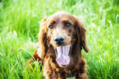 Portrait of dog on field