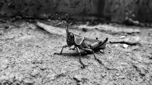 Close-up of insect on field