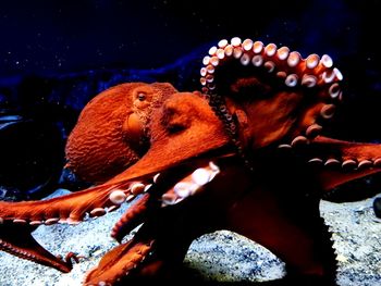 Close-up of crab on floor