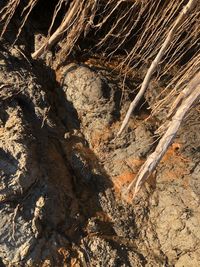 Full frame shot of tree trunk