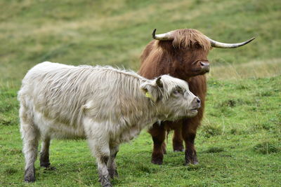 Cow standing in a field