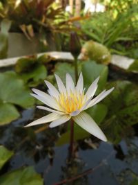 Close-up of white lotus blooming outdoors