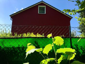 Yellow flowering plant against sky