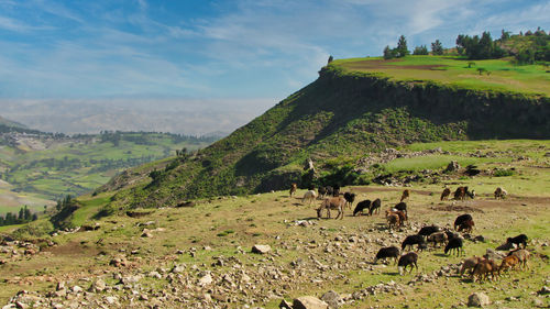 View of sheep on landscape