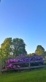 Trees on field against clear blue sky