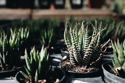 Close up of the cactus in the tree shop