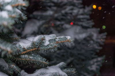 Close-up of christmas tree in snow