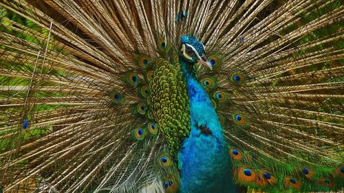 Full frame shot of peacock