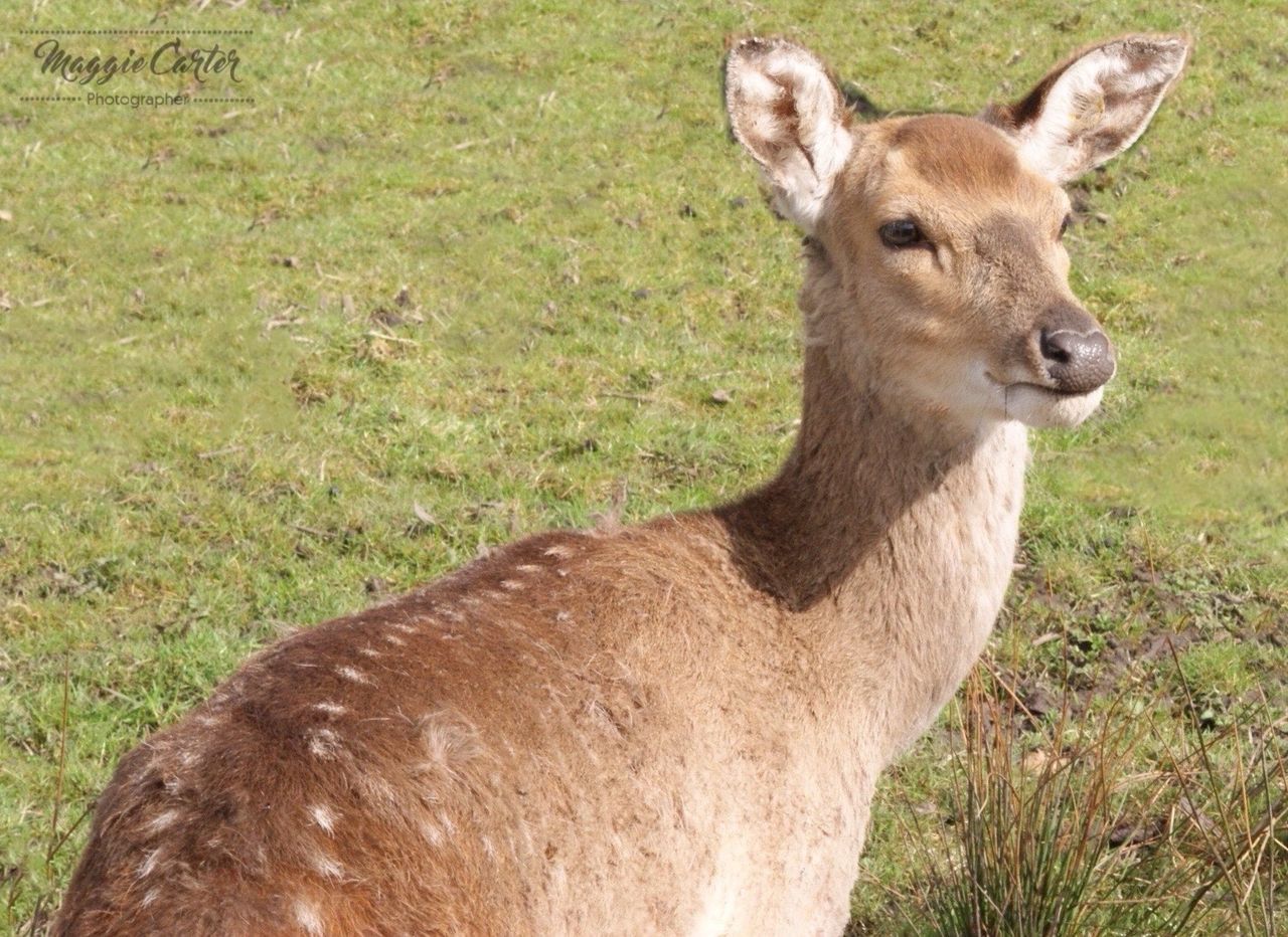 PORTRAIT OF DEER