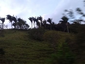 Trees on field against sky