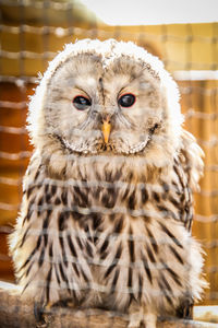 Close-up portrait of owl