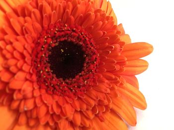 Close-up of orange flower over white background