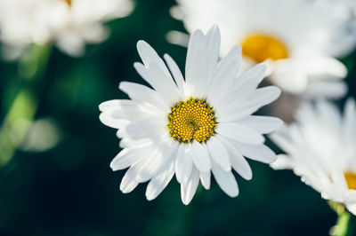 Close-up of white daisy flower