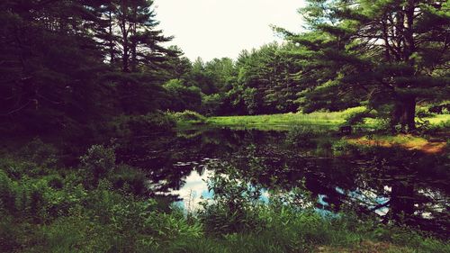 Reflection of trees in lake