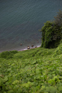 High angle view of sheep on land