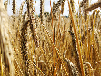 Close-up of cereal crops