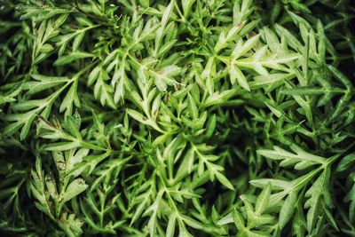 Full frame shot of fresh green plants