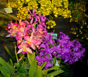 Close-up of pink bougainvillea blooming outdoors