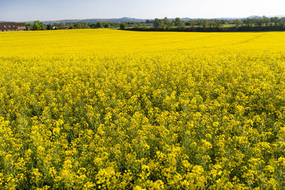 Scenic view of oilseed rape field