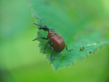 Close-up of insect on leaf