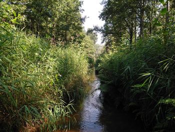 Scenic view of stream amidst trees in forest