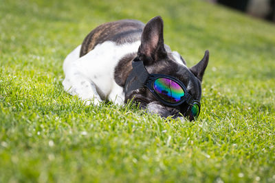 Dog relaxing on grass