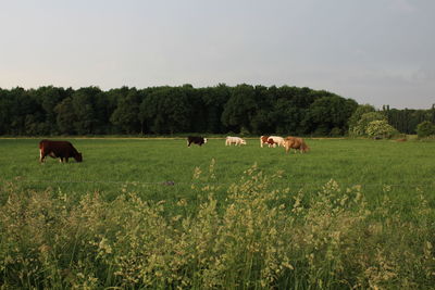 Cows grazing on field against sky