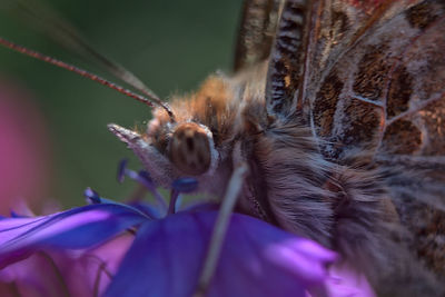 Close-up of honey bee pollinating flower