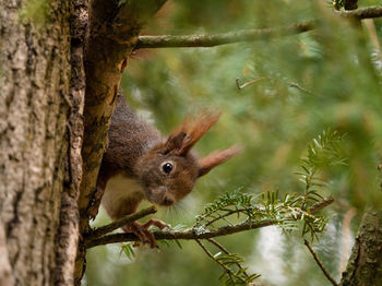 Close-up of squirrel on tree