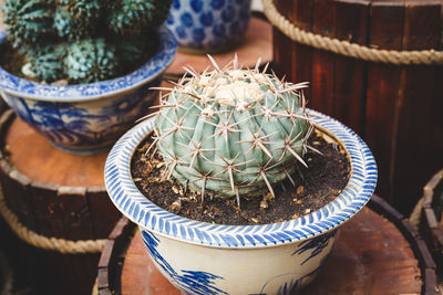 High angle view of potted plants on table