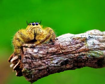 Close-up of spider on tree