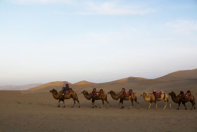 Group of people riding camels in desert