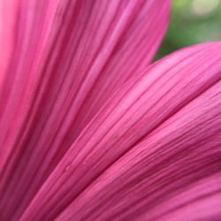 Macro shot of pink flower