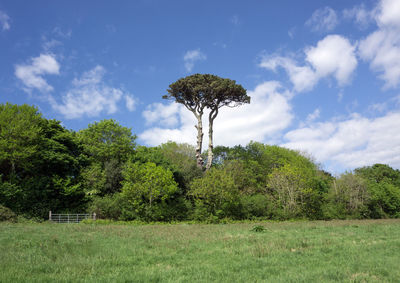 Trees on field against sky